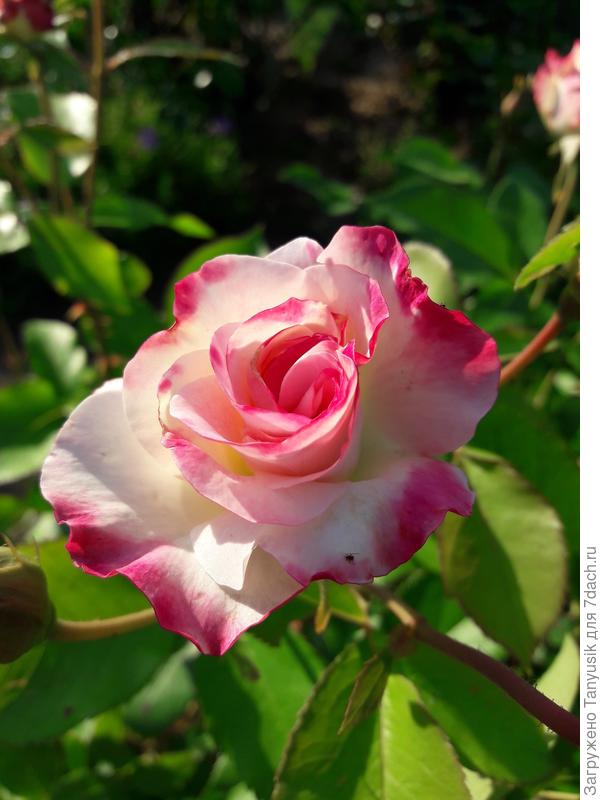 Иногда Азнавур бывает с такой окантовкой.