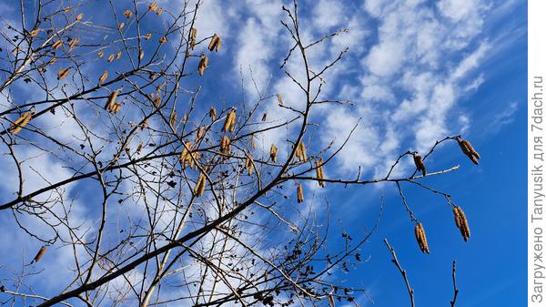 Сережки ольховые
