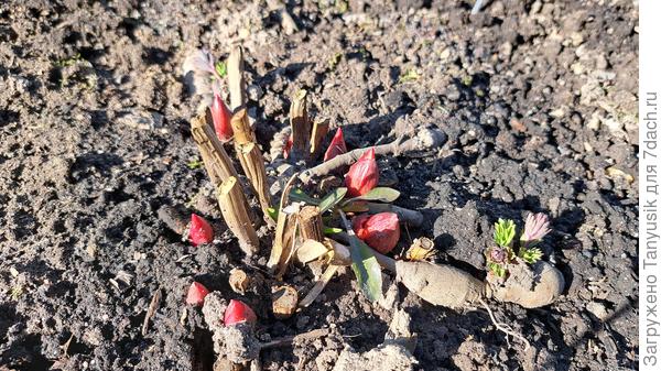 Пионовые клювики