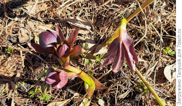 Морозники на бутонах