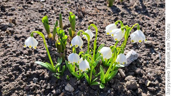Белоцветник весенний
