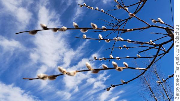 Такими темпами к Вербному воскресению ива будет с листочками