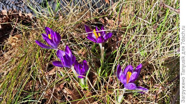 Первые в саду
