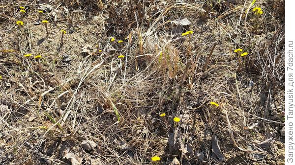 Первые полевые