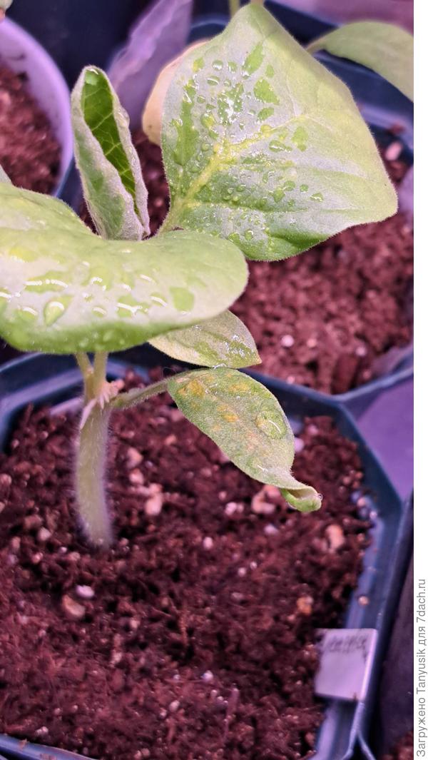 Корни над прививкой.