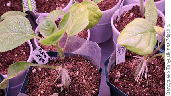 Как раз два привитых Короля севера обзавелись своими корнями. У одного их срежу, второму оставлю. Буду сравнивать. Сейчас они одинаковые.