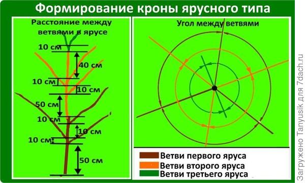 Я бы нижний ярус повыше делала. 50 см - маловато. Но смотрите сами.