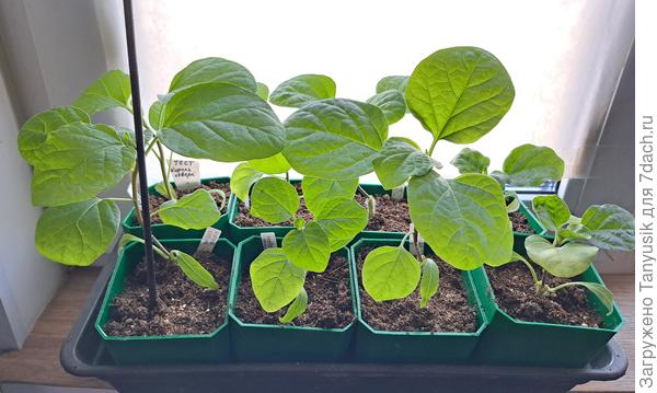 Разные размеры, потому что баклы всходили по-разному