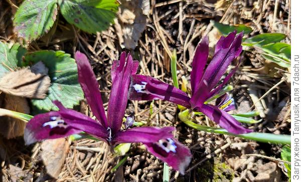 Ирис сетчатый (иридодиктиум)