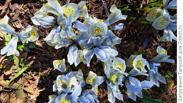 Тоже ирис сетчатый. Катарина Ходжкин