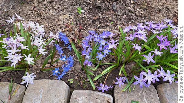 Хионодоксы