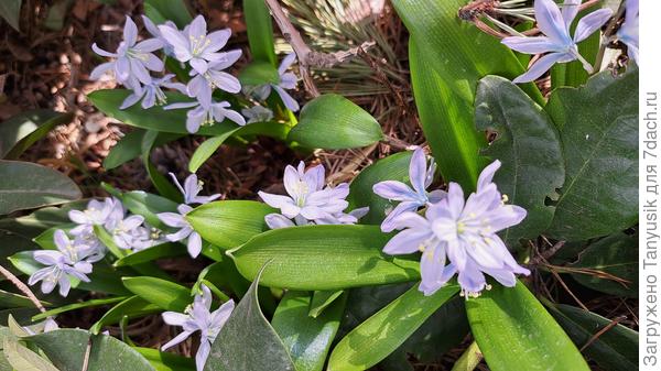 Сцилла Мищенко