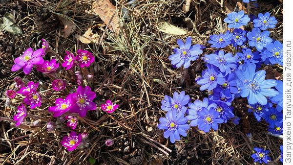 Печеночницы