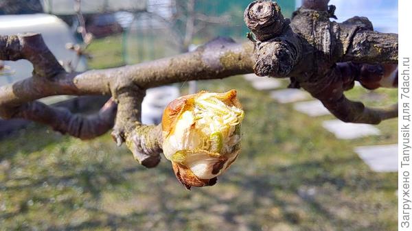 Груши вот-вот зацветут