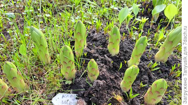 Мартагоны такие жирненькие вылезают-))