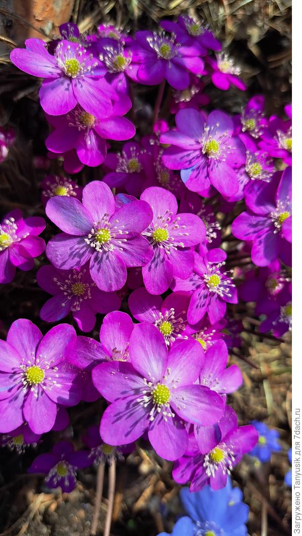 Розовая печеночница