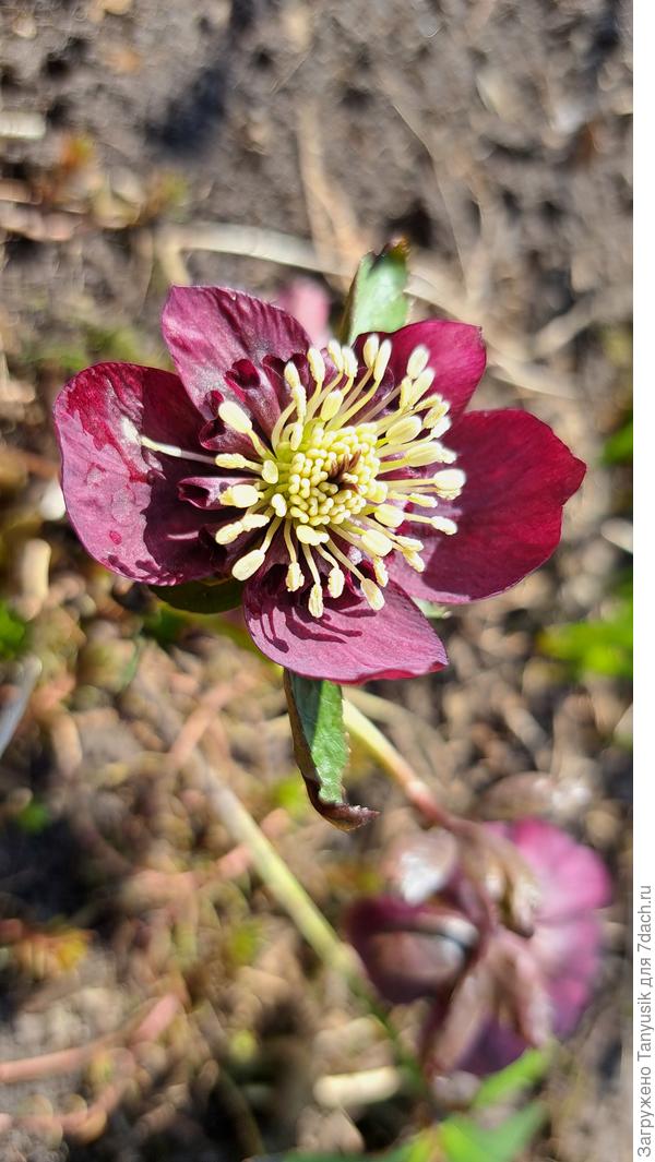 Морозник один порадовал - поднял личико вверх