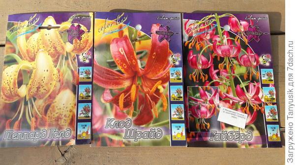 Скупила все, какие у них были.