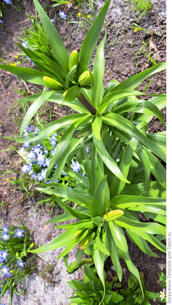 И рябчики императорские