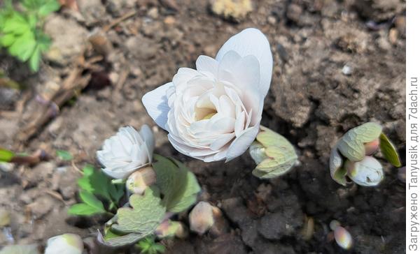 Зацветает сангвинария