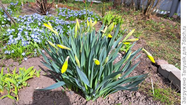 Нарцисы на бутонах