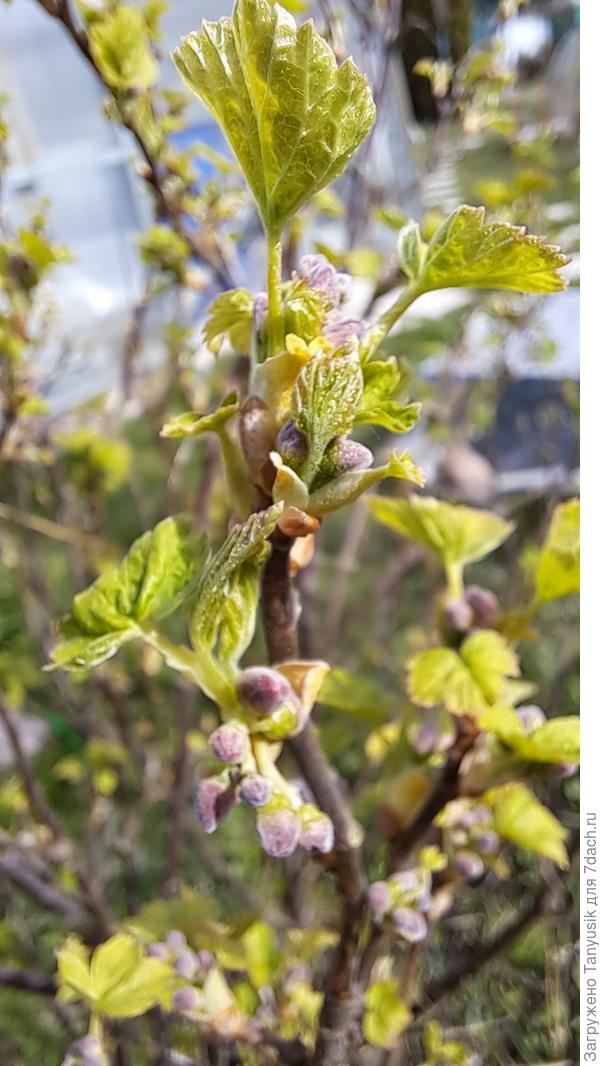 Черная смородина