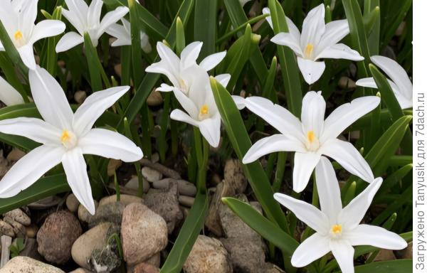 Хионодокса