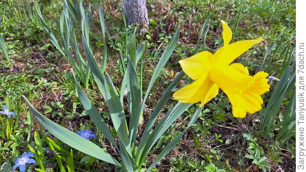 Первый торопыжка