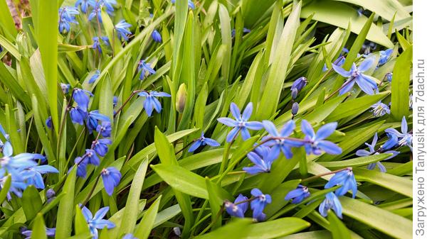 Сцилла сибирская