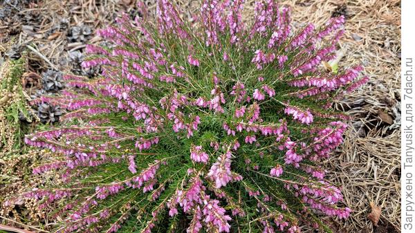 Эрики зацветают