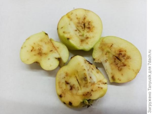 Яблоки, пораженные рябиновой молью.