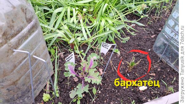 Кто ест бархотки?