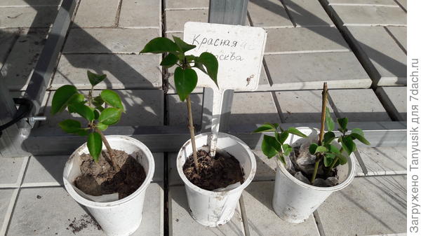 Черенкование 21 г. Фото 22 г.