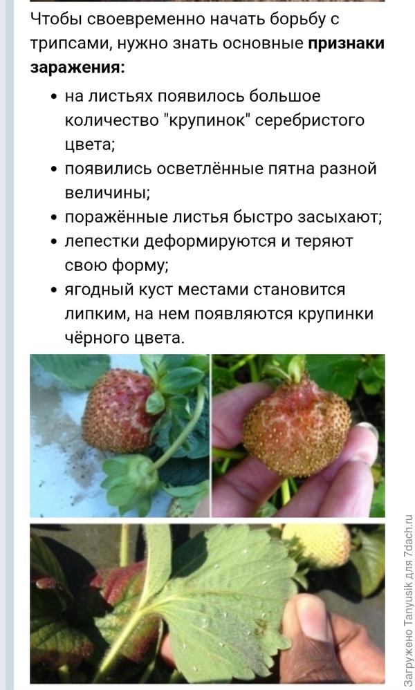 Фото из интнрнета