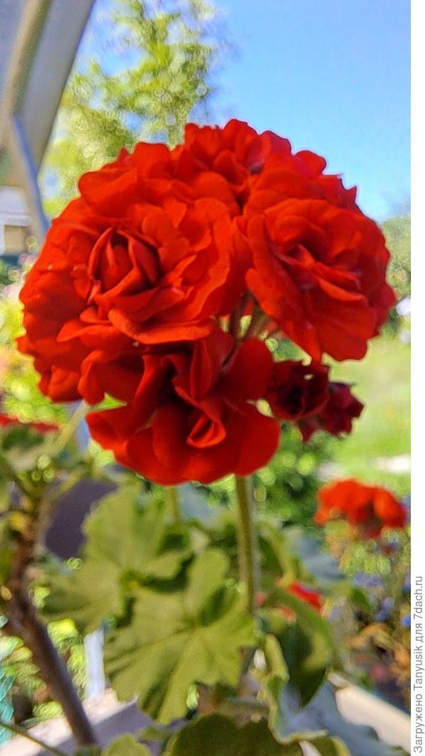 Пеларгония