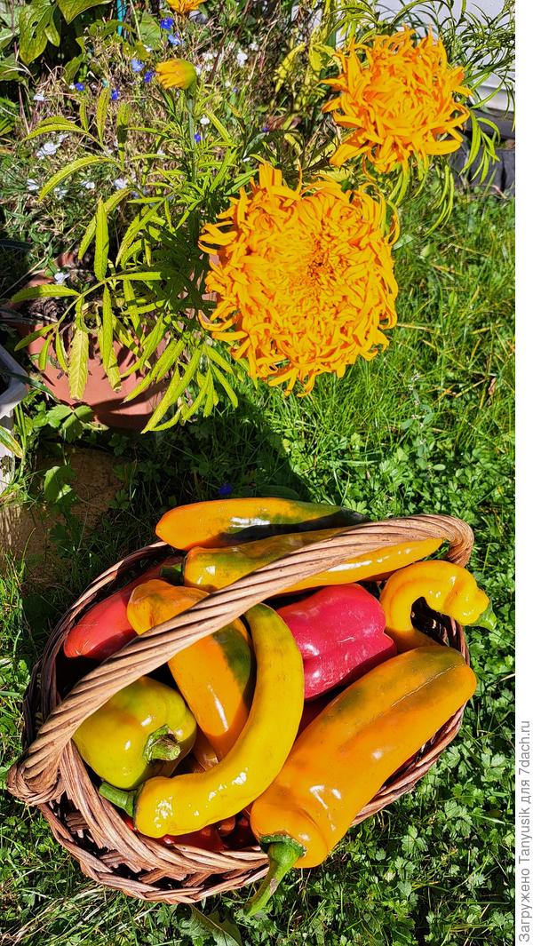 Самые большие желтые - Палермо оранжевый и Рога желтого быка