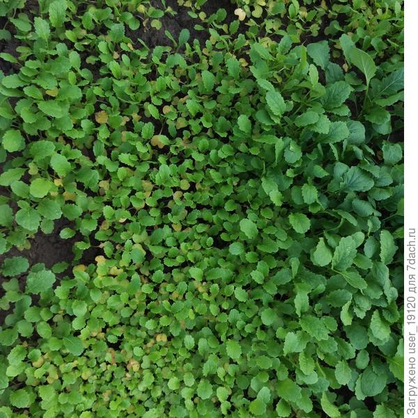 тоже сидераты поврежденные посередине