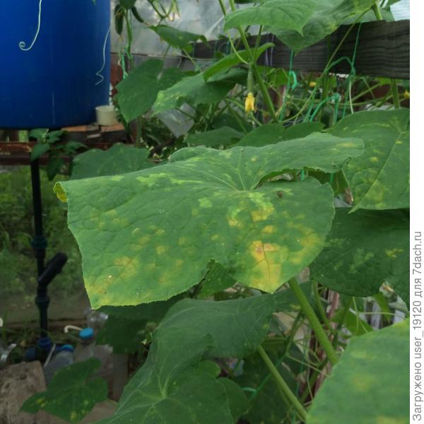 такие пятна на всех  листьях