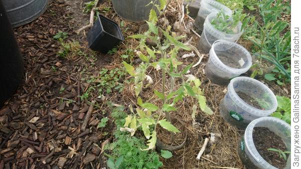 Томат Бычье сердце Бабушкино