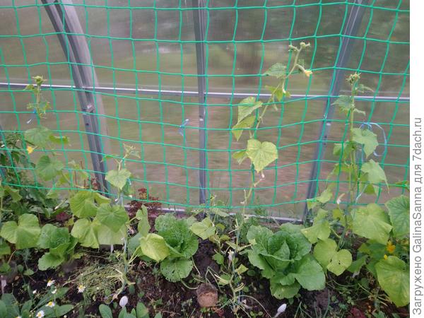 Огурцы пероноспороз или что-то ещё 2