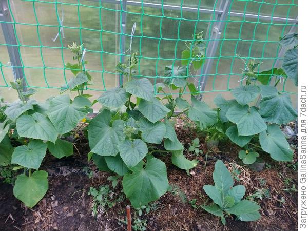 Огурцы пока более-менее