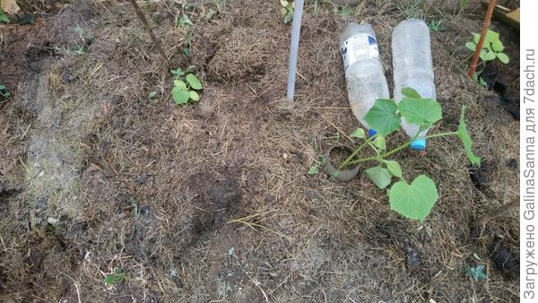 Нерастущие огурцы, под которыми был этот толстый корень.