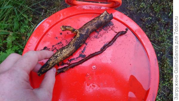 Корень из траншеи вдоль первой теплицы.