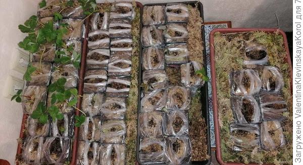 Вот такие саженцы я получила из магазина Русский огород. В ящики со мхом я поместила, полив с эпином , в надежде реанимировать их. Но, боюсь , уже всё напрасно.