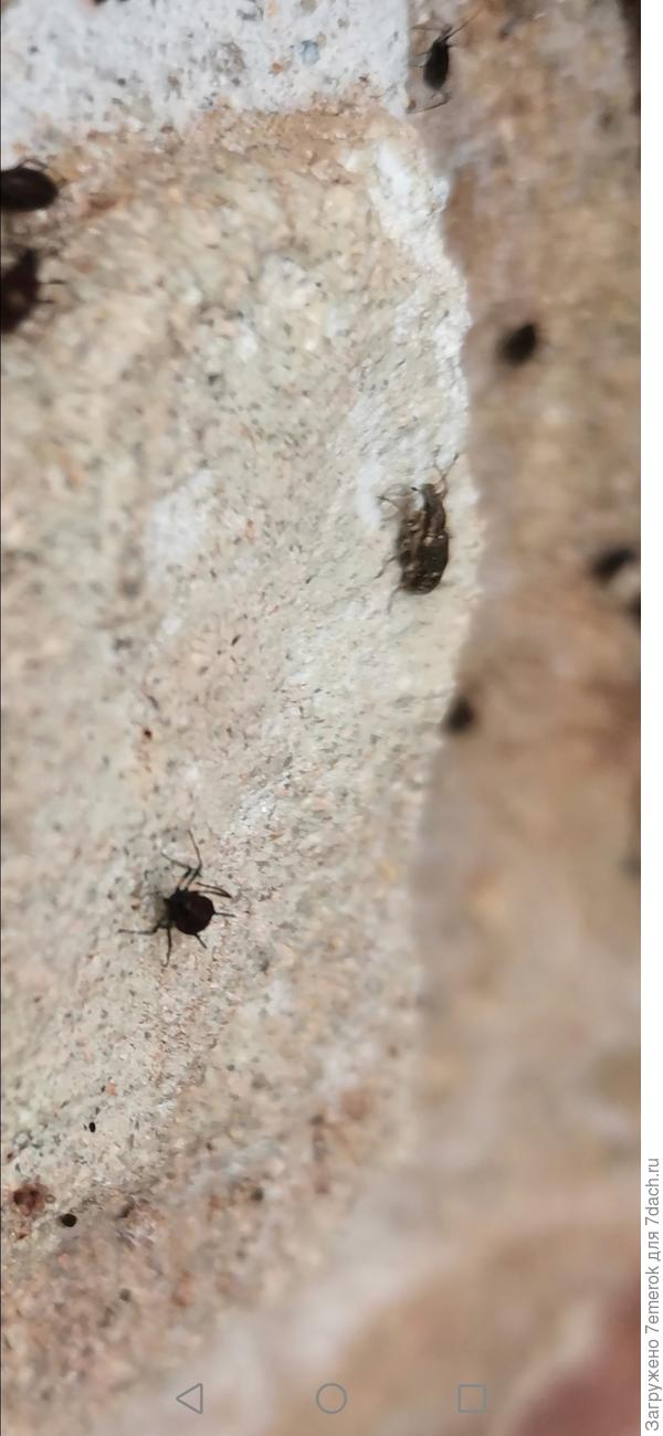 Тут может понятней будет они на пол стены метров 15-20.и ползают до 1,5 метров в высоту