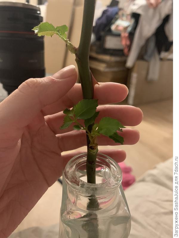 Роза в вазе из всех пазух пустила новые ростки. Подскажите, что дальше с ней делать?