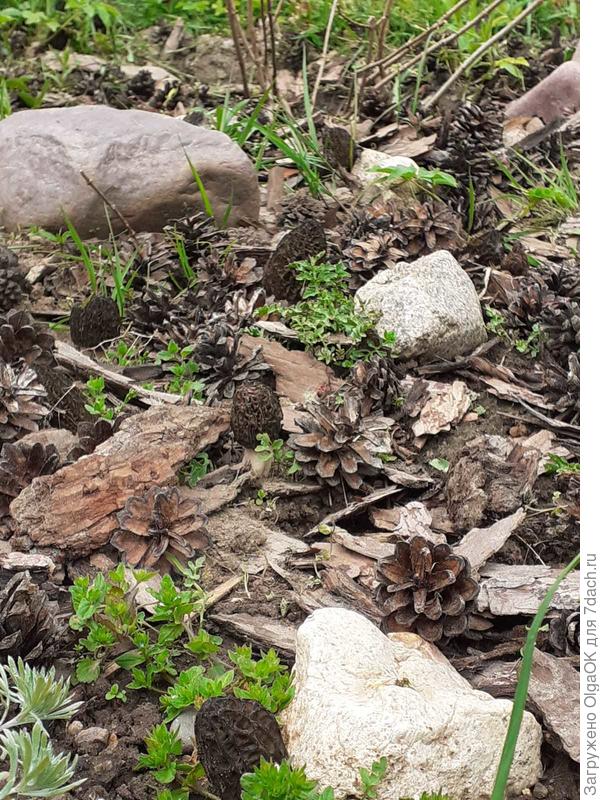 Вот здесь их побольше видно. Никогда в этой местности не видела сморчков. Вот строчки ежегодно в лесу встречаю.