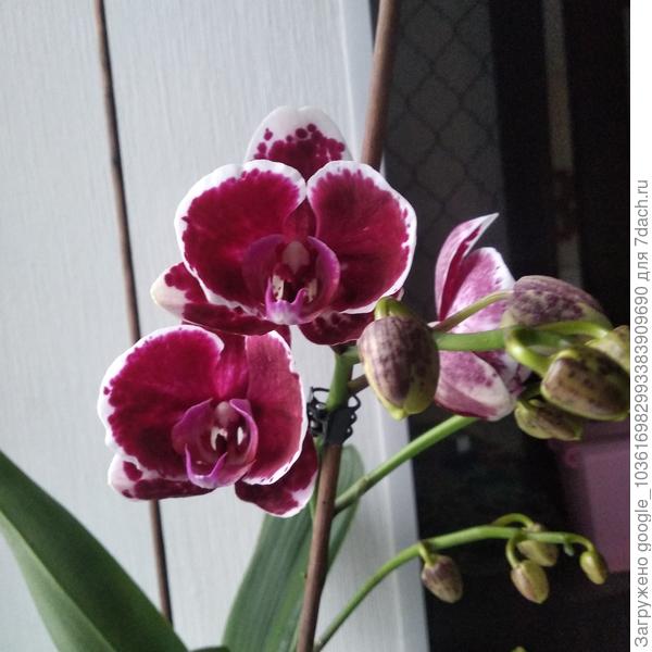 Это фаленопсис Фейри ?))