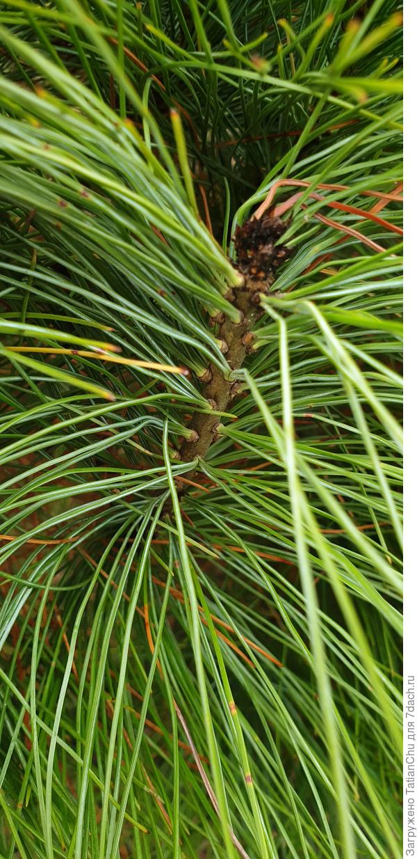 Повреждённые почки