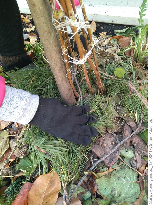 кора  и веточки сосны